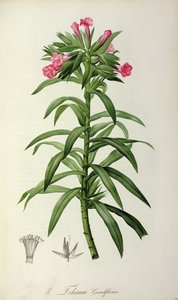 Echium Grandiflorum, z knihy "The Garden of Malmaison", 1802